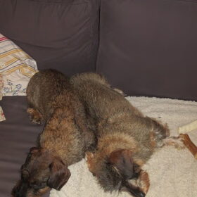 Odie en Doortje