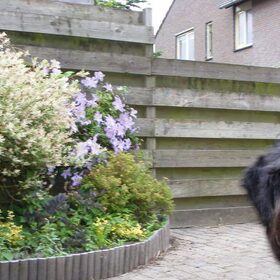 gekke charly