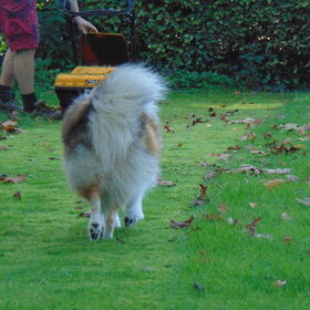 Maxie
