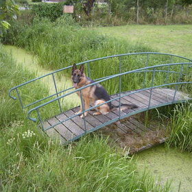 Rex de duitse herder