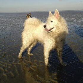 Hond in staart