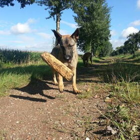 Vliegend hout
