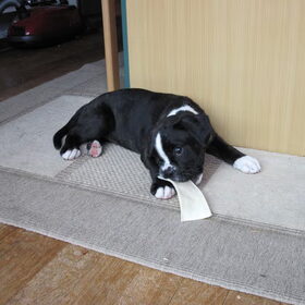 Eerste kauwstrip