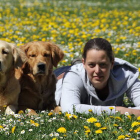 Paardenbloemen fun