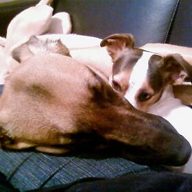 koda en scrufy