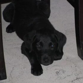 Prince als pup