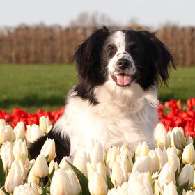 De Hollandse hond!