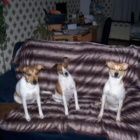 kira,layla en paco