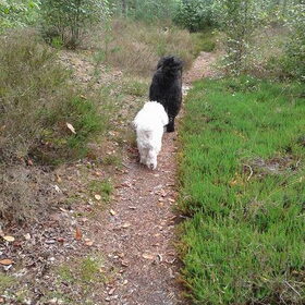 Ideaal weer om te wandelen in het bos.