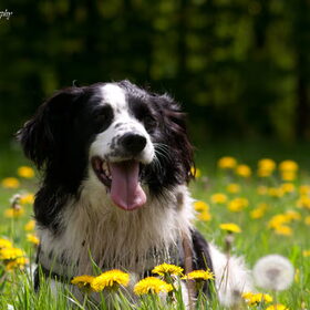 Zomer..