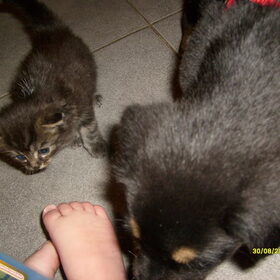 bonckers en kitten voor evy