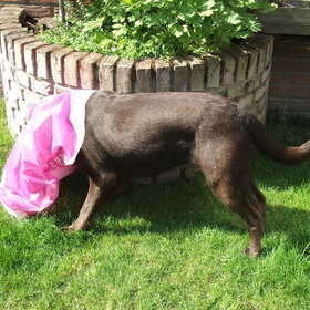 labradors kunnen echt altijd eten...