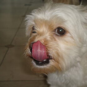 Woopy !