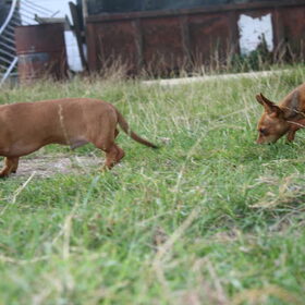 Dushi en Flo snuffelen
