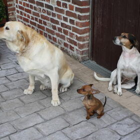 Roxy, Dushi en Snuffel