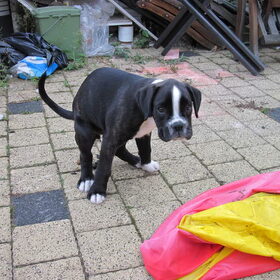 Poepende pup!