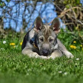 Als puppy was hij al gek op de lente!