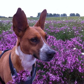 bloemetjes