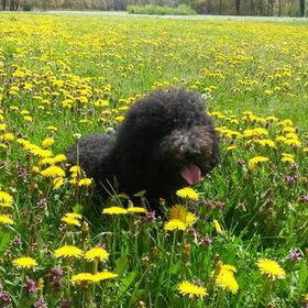Tussen de paardenbloemen!