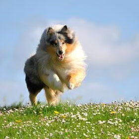 Lente