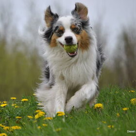 Lente