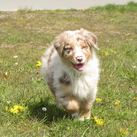 lekker rennen
