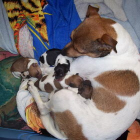 02-09-2009 pups geboren wat een schatjes