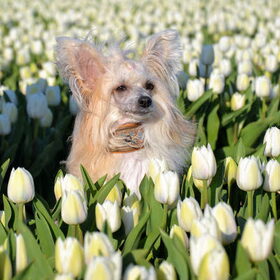 Bloemenmeisje