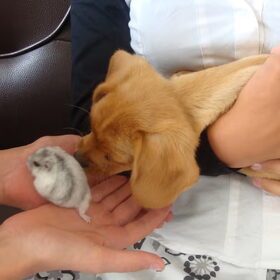 samen met knabbel (onze hamster)