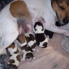 lieve moeder met pups