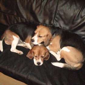beagletjes