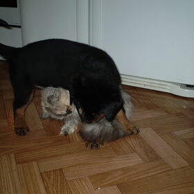 Fiero met Duchess