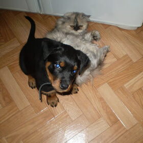 Fiero met Duchess