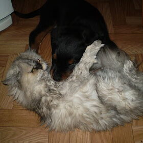 Fiero met Duchess