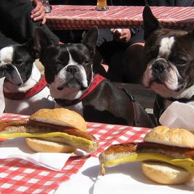 Hot Dogs