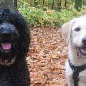 Poseren in de herfstbladeren!
