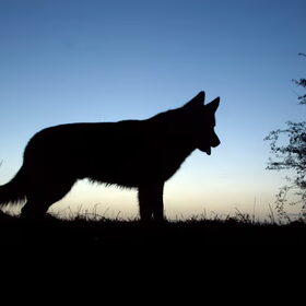Silhouet