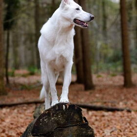 White Shadow in de herfst