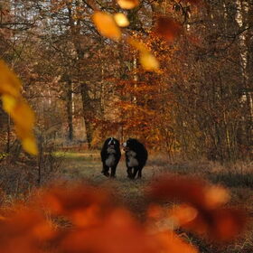 feest in het bos