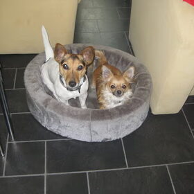 lief he