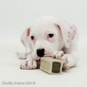 Groot bot, kleine hond