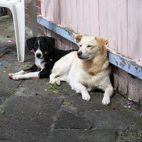 lekker in de tuin met hond van baasje haar ouders