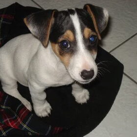 chester