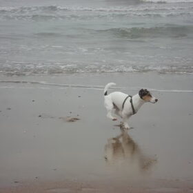 chester