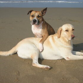 lotte en thyson