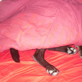 Hektor in bed