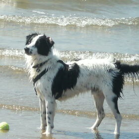 Frodo aan zee