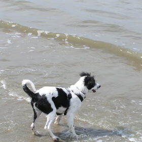Kleine Frodo op het strand