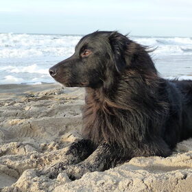 Buck in Scheveningen!