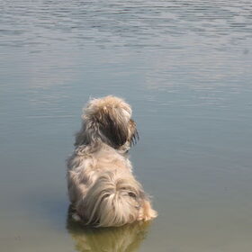 Zitten in het water